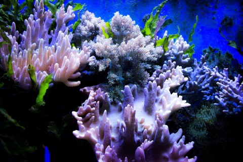 Rafy koralowe - Serial