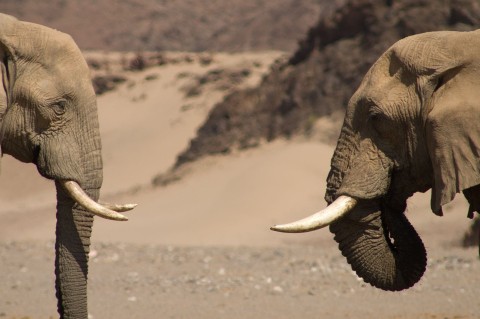 Kierunek Wild: dzika Namibia - Serial