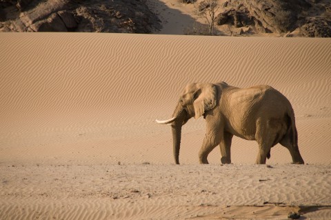 Kierunek Wild: Dzika Namibia (2013) - Film