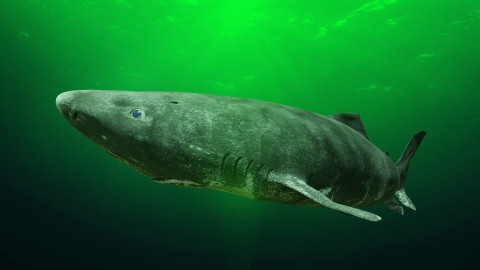 500-letni rekin