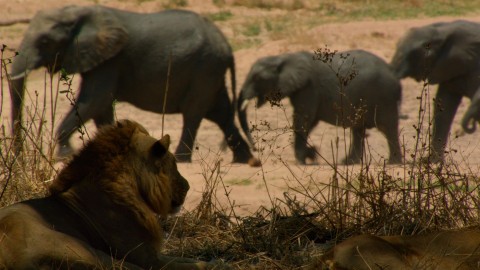 Na ratunek zwierzętom Afryki (2018) - Film