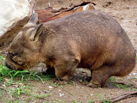 Tajemnice życia wombatów - Serial