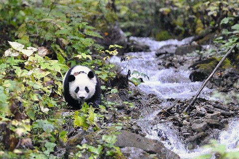 Ostatnie schronienie pandy wielkiej () - Film