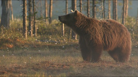 Niedźwiedzie w lasach Skandynawii (2017) - Film