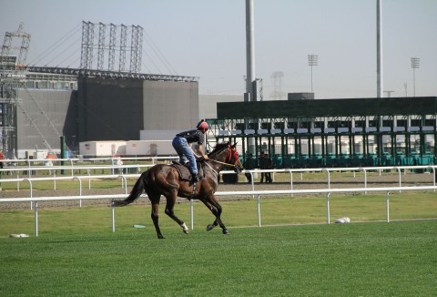 Wyścigi konne w Dubaju