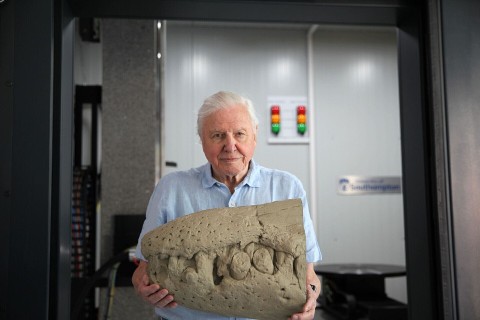 Attenborough i jurajski potwór morski - Program