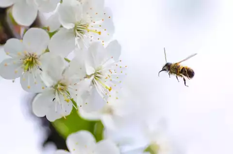 Pszczoły - niewidzialny mechanizm - Program