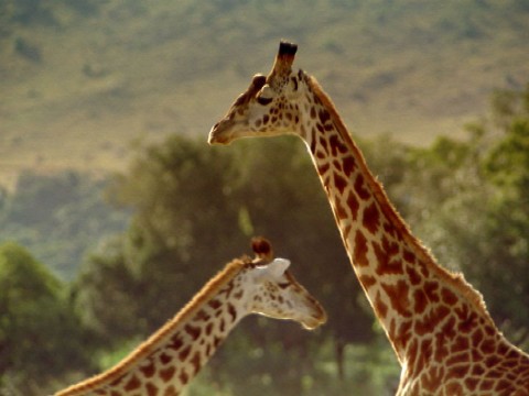 Wielka równina Serengeti () - Film