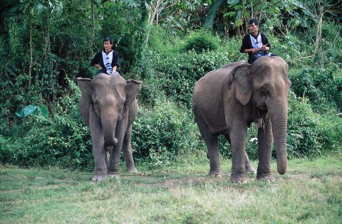 Na ratunek słoniom () - Film