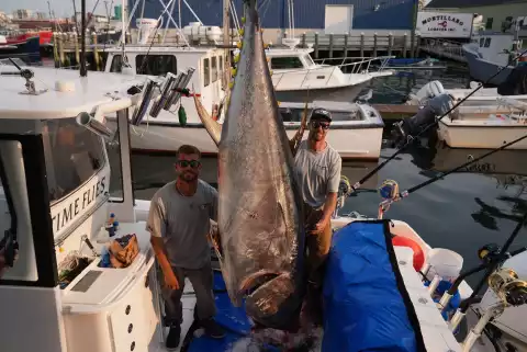 Stawka warta tuńczyka