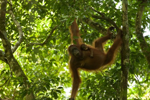 Ocalić orangutany
