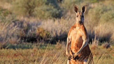 Dzika Australia: królestwo kangurów (2016) - Film