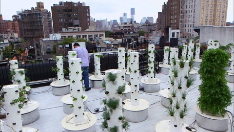 Nowy Jork - z betonu do zieleni (2012) - Film