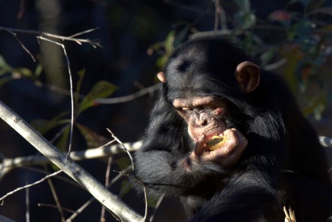 W świecie szympansów - Serial