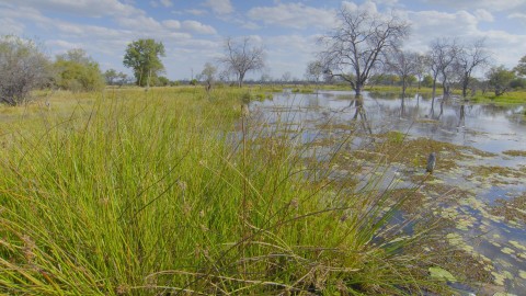 Delta Okawango
