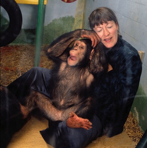Szympansy: Nasi bliscy krewni () - Film