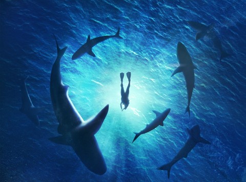 Will Smith - spotkanie z rekinami (2020) - Film