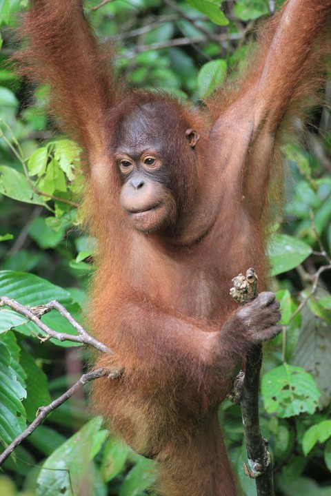 Borneo: dzikie i niezwykłe - Serial