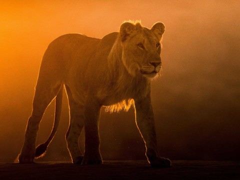 Królowie pustyni: lwy z Namibii - Program