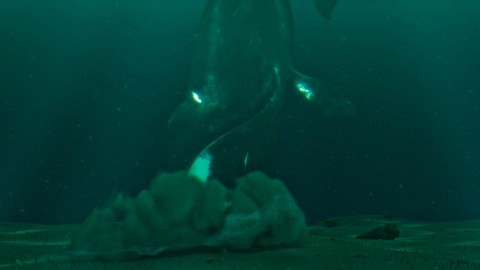 Wal grenlandzki - arktyczny kolos (2012) - Film