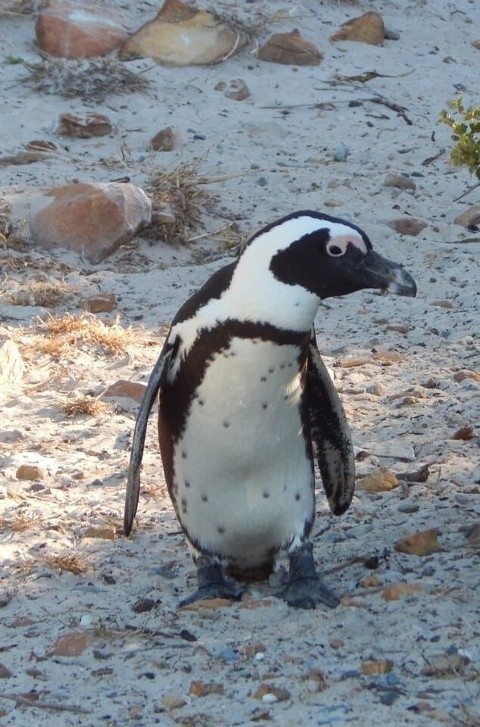 Poznajcie pingwiny