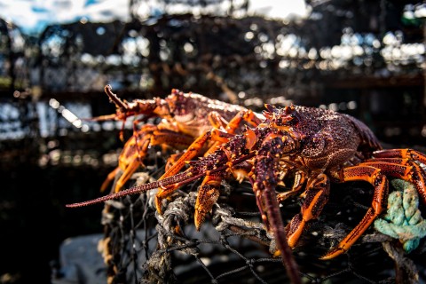 Australijscy poławiacze homarów - Serial