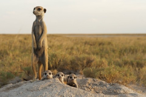 Kierunek Wild: dzika Kalahari () - Film