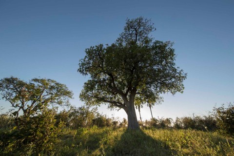 Tajemnice afrykańskich drzew - Serial