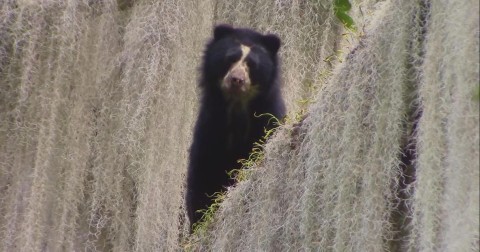 Śladem niedźwiedzia andyjskiego (2020) - Film