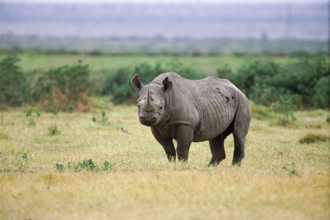 Sekretne życie nosorożca () - Film