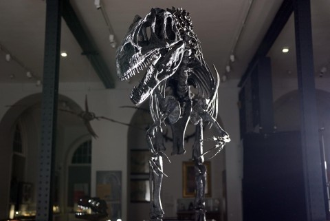 Fascynujący świat dinozaurów wg Stephena Fry'a - Serial