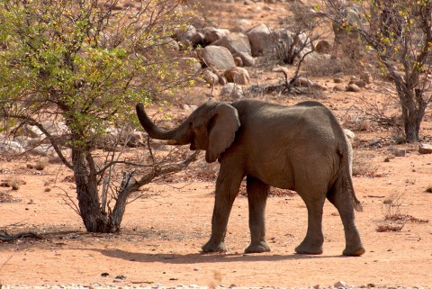 Namibia: Na ratunek przyrodzie () - Film