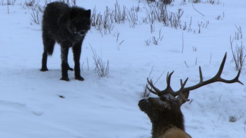 Park Yellowstone: wilczyca (2013) - Film