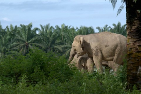 Sekretne życie słoni - Serial
