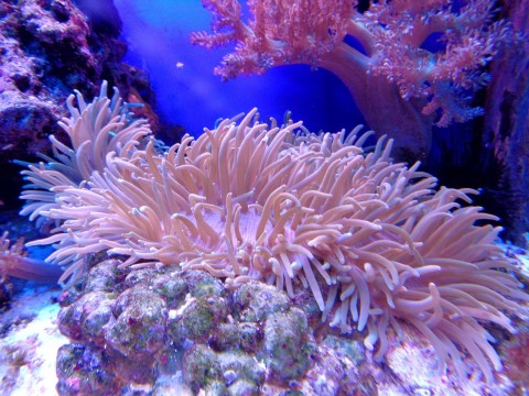 Koralowy raj