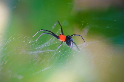 Sprytne lisy i sieci pająków