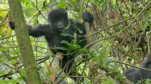 Szympansy w Ugandzie (2019) - Film