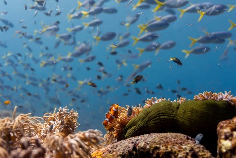 David Attenborough: Świat oceanów - Program