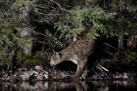 Amerykańska puma () - Film
