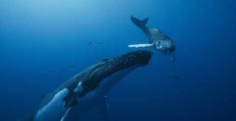 Pieśni wielorybów - Program