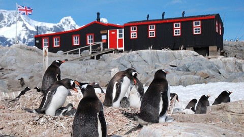 Poczta pingwinów na Antarktydzie (2014) - Film