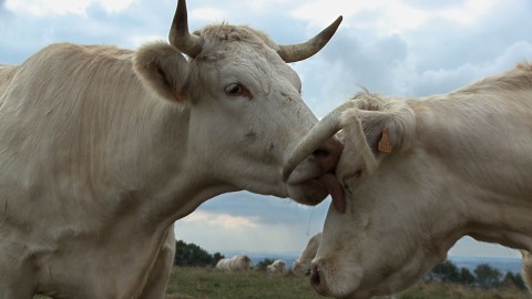 Bydło - prawdziwe życie krów (2011) - Film