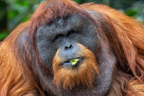 PL - CZ?OWIEK OKIEM ORANGUTANA (2020) DOKUMENT from Crystal panel