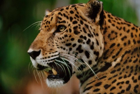 Świat przyrody - jaguary: brazylijskie superkoty (2016) - Film