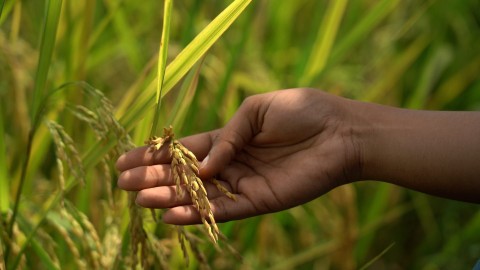 Afryka - GMO i Bill Gates (2021) - Film