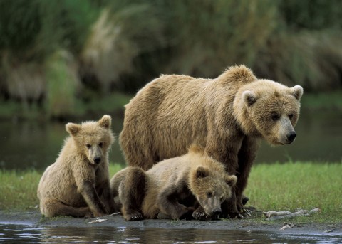 Kraina 10 000 niedźwiedzi grizzly () - Film