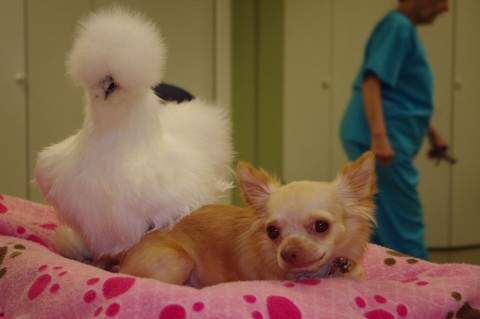 Chihuahua i kurczak