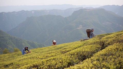 Chiny: Cesarstwo Zielonego Krzewu. Bulang. Królowie herbacianych drzew (2015) - Film