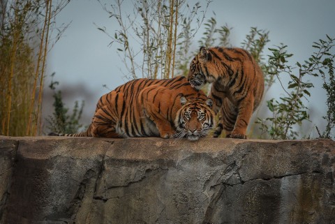 Sekretne życie zoo w czasie Bożego Narodzenia