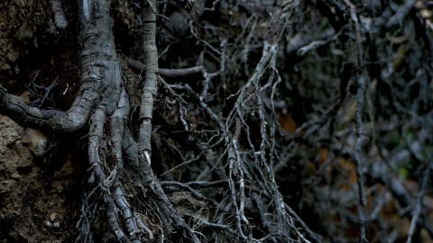 Inteligencja drzew (2016) - Film